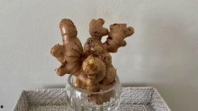 的视频种姜,视频揭秘高效姜种植技巧