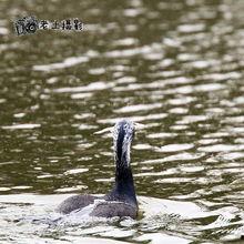鸬鹚吃鱼视频