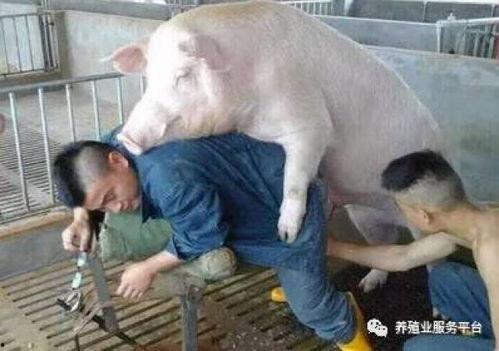 公猪与母猪配种视频,揭秘公母猪配种过程