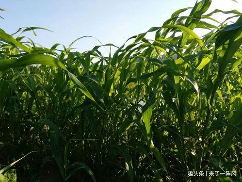 玉米地里的寡妇视频,揭秘视频背后的惊人真相