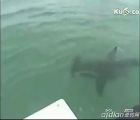 鲨鱼视频大全,鲨鱼视频大全精彩瞬间回顾